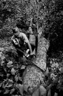 Timberweb